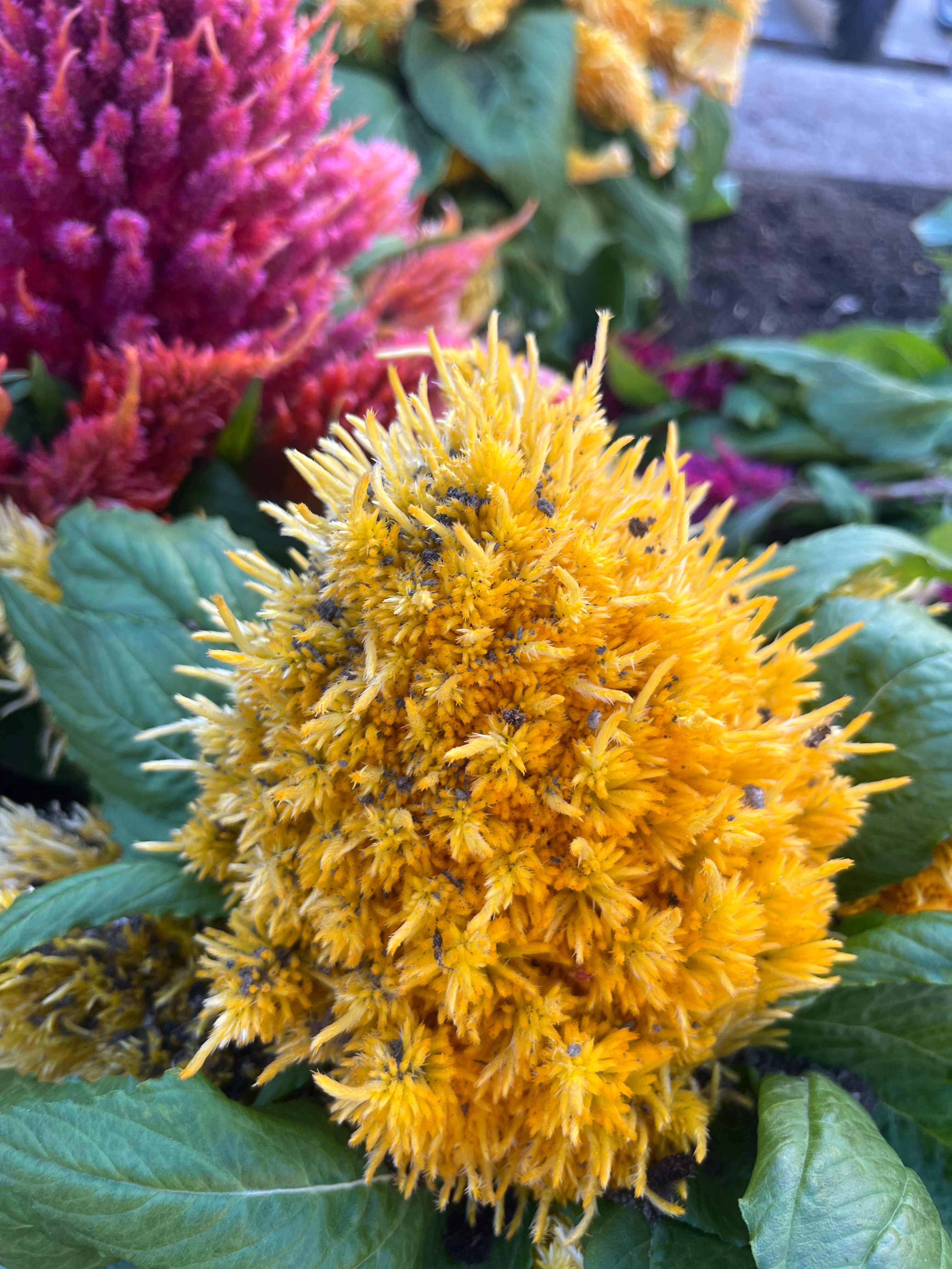 yellow flower